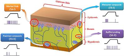 A Digital Hardware Realization for Spiking Model of Cutaneous Mechanoreceptor